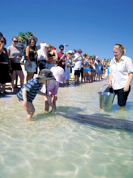 Monkey Mia Dolphin Resort - Mackay Tourism 1