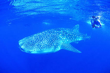 Ningaloo Reef Resort - Mackay Tourism 1