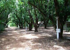 Daly River Mango Farm - Mackay Tourism 4