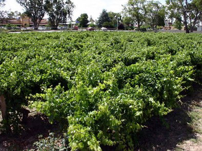 The Nuriootpa Vine Court Motel - Mackay Tourism 2