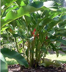 Virginia Heliconia Farm - Mackay Tourism 2