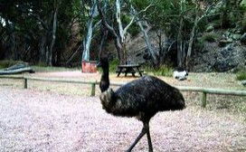 Mambray Creek Cabin - Mackay Tourism 1