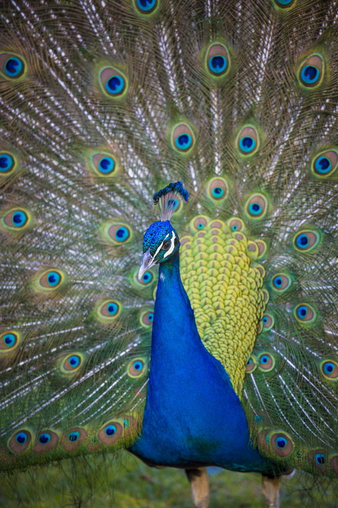 Willunga Peacock Farm Bed And Breakfast - Mackay Tourism 0