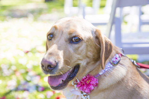 Willunga Peacock Farm Bed And Breakfast - Mackay Tourism 4