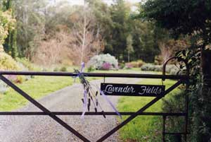 Adelaide Hills Country Cottages - Lavender Fields - Mackay Tourism 3
