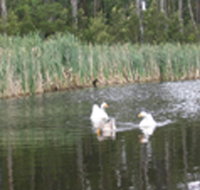 Summer Cottage - Mackay Tourism