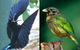 Chambers Wildlife Rainforest Lodges - thumb 0