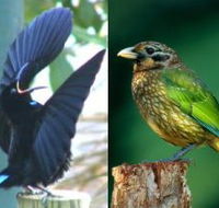 Chambers Wildlife Rainforest Lodges - Mackay Tourism