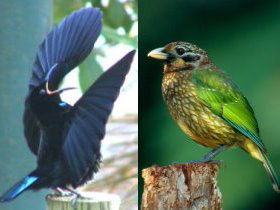 Chambers Wildlife Rainforest Lodges - Mackay Tourism 0
