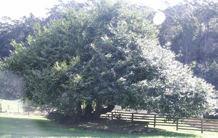 Penguin Valley Farm - Mackay Tourism 3