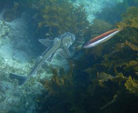 Currarong NSW Mackay Tourism
