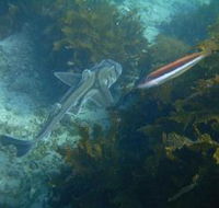 Honeymoon Bay - Mackay Tourism