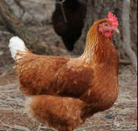 Avonmore Estate Biodynamic Winery - Mackay Tourism