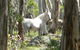 Snowy Wilderness Resort - thumb 5