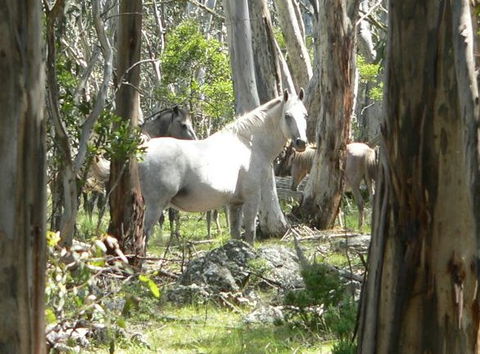 Snowy Wilderness Resort - Mackay Tourism 5