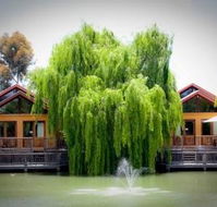 Perricoota Vines Retreat - Mackay Tourism