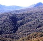 Callicoma Hill Eco-Cabins - Mackay Tourism