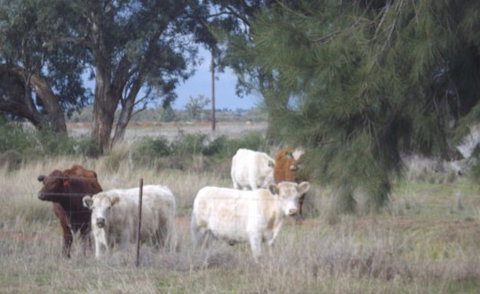 Aussie Cabins - Mackay Tourism 2
