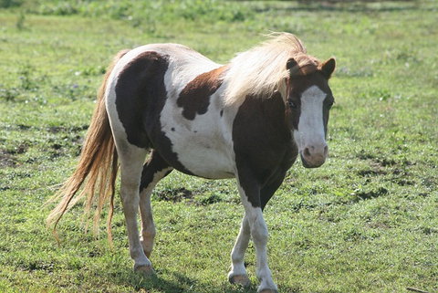 Lee Farmstay - Mackay Tourism 4
