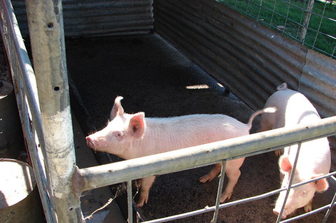 Lee Farmstay - Mackay Tourism 6