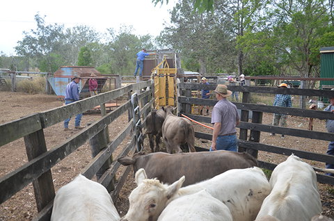 Lee Farmstay - Mackay Tourism 7