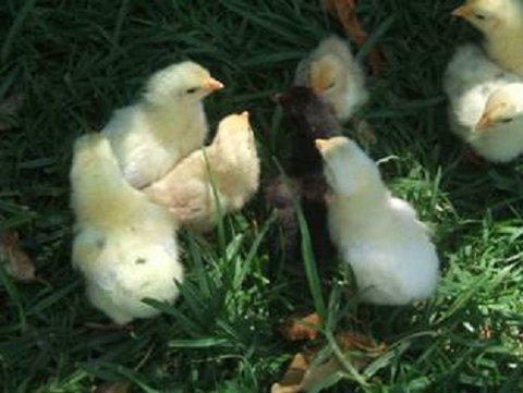 Lee Farmstay - Mackay Tourism 8