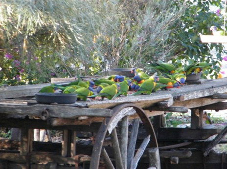 Barambah Bush Caravan Park - Mackay Tourism 5