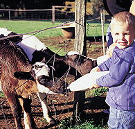 Pemberton Farm Chalets - Mackay Tourism