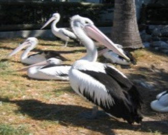 Laurieton NSW Mackay Tourism