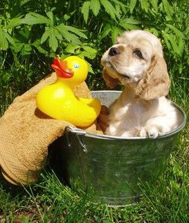 Four Seasons Holiday Park - Mackay Tourism 4