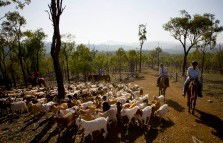 Kroombit Park At Lochenbar Station - Mackay Tourism 1