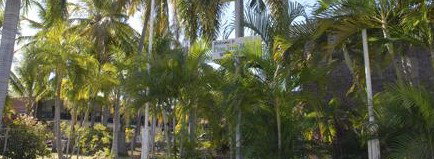 Pine Tree Motel - Mackay Tourism 2
