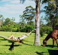 Neds Bed Horse O Tel - Mackay Tourism