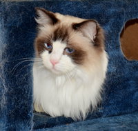 Crufts K9 Lodge amp Cat Hotel - Mackay Tourism