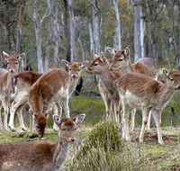 Lake Leake Chalet - Mackay Tourism