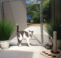 Caringbah Cat Hotel - Mackay Tourism
