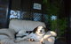Wingham Pet Motel - thumb 3
