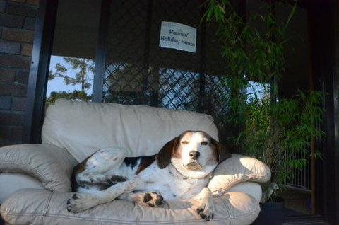 Wingham Pet Motel - Mackay Tourism 3