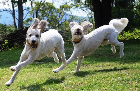 Wingham Pet Motel - Mackay Tourism 4