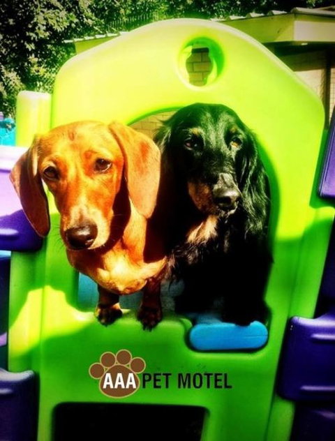 AAA Pet Motel - Mackay Tourism 0