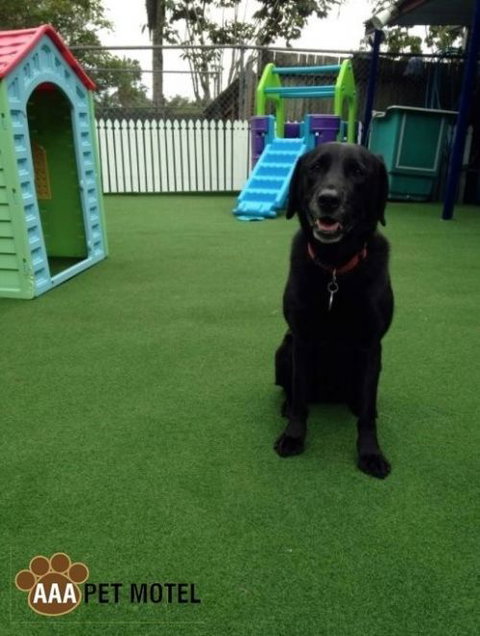 AAA Pet Motel - Mackay Tourism 1