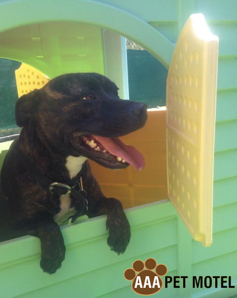 AAA Pet Motel - Mackay Tourism 4