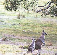 Kangaroo Ridge Retreat - Mackay Tourism