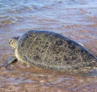 Mackerel Islands - Mackay Tourism