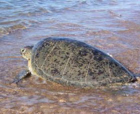 Mackerel Islands - Mackay Tourism 0