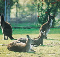 Tangkuinya - Mackay Tourism