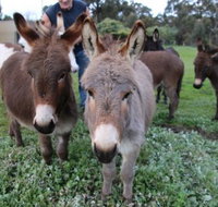 Donkey Tales Farm Cottages - Mackay Tourism