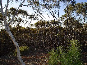 Tyntynder South ACT Mackay Tourism