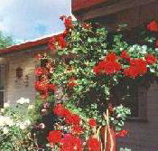Rose Cottage Bed And Breakfast - Mackay Tourism