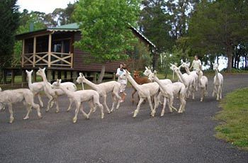 Madison's Mountain Retreat - Mackay Tourism 6